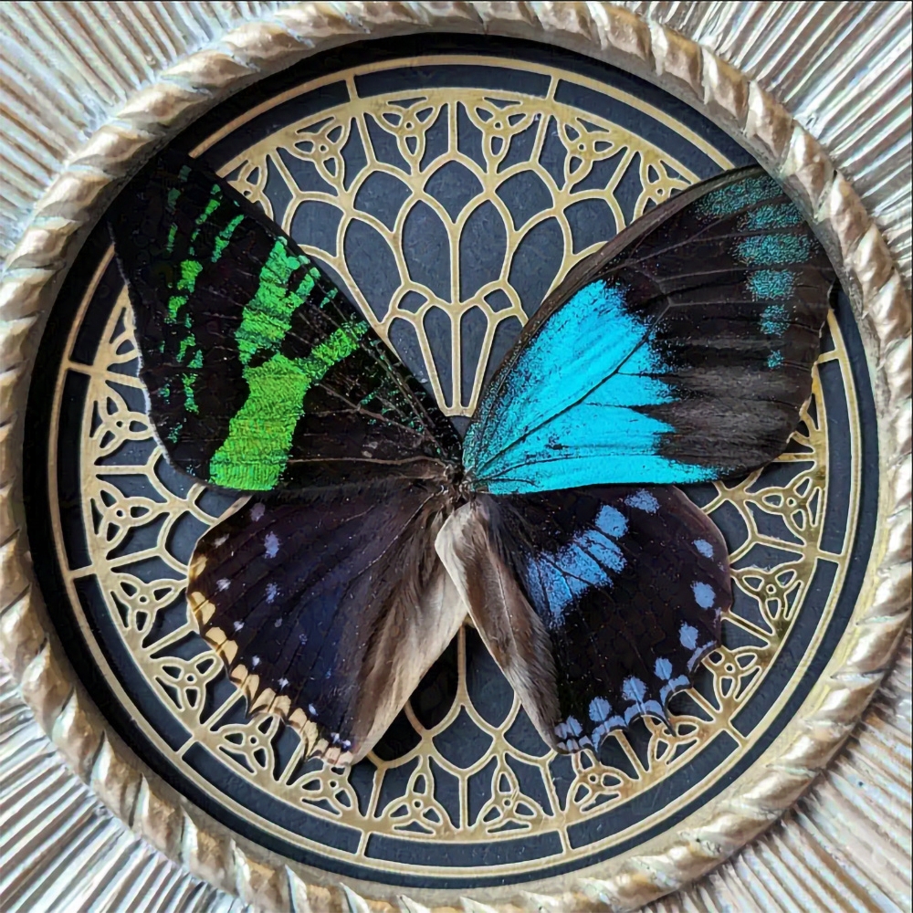 A franken-butterfly art piece, by a Forest, then.